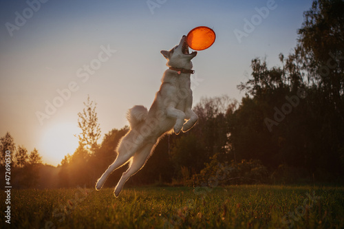Husky catching frisbee