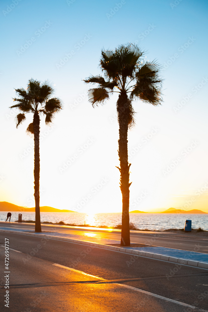palm tree,  road and sea on sunset