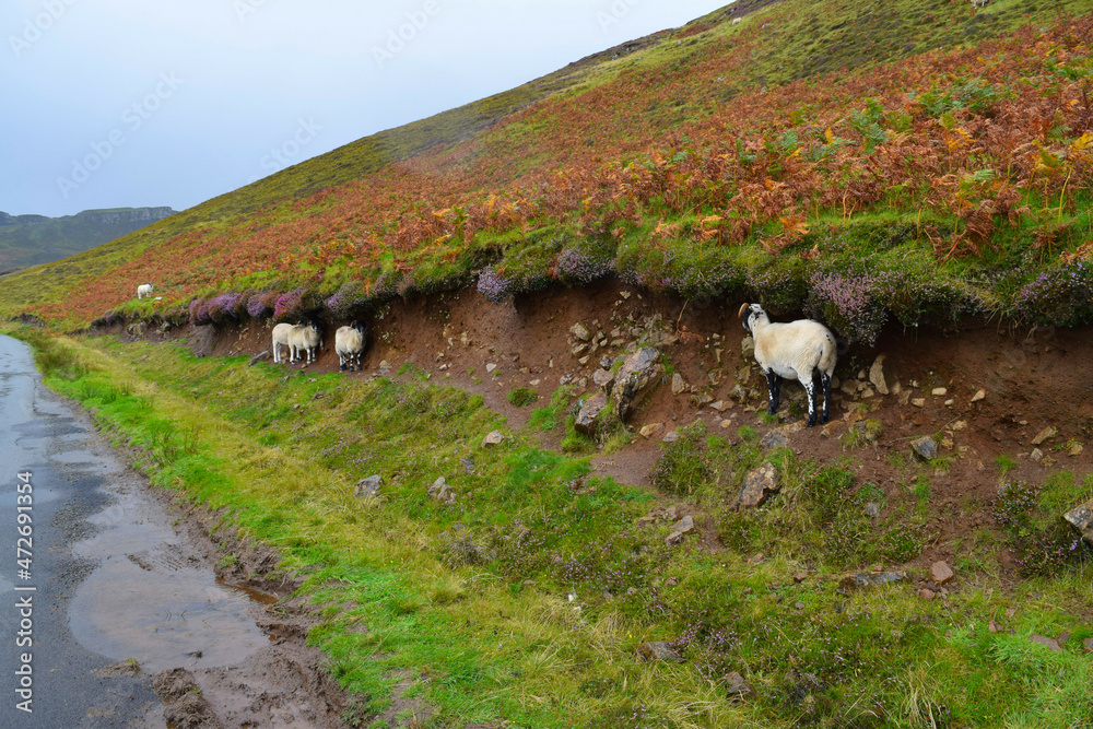 Sheep seeking shelter from the rain in Scottish Highlands