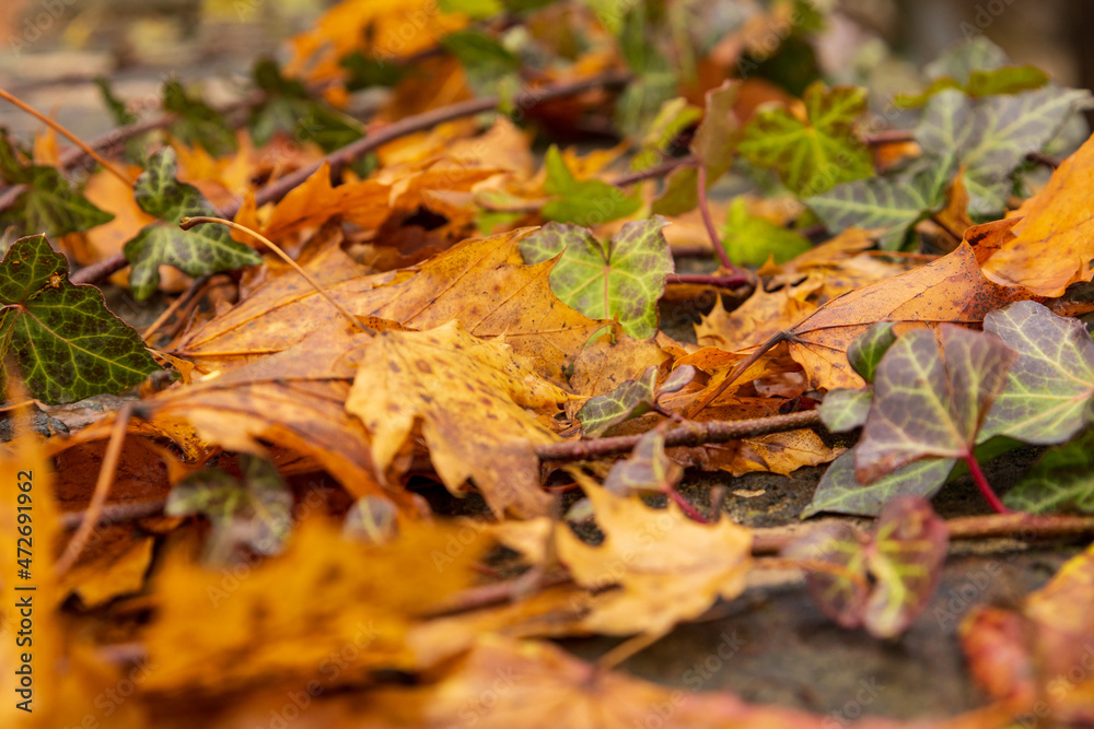 Herbstlaub Herbstlaub