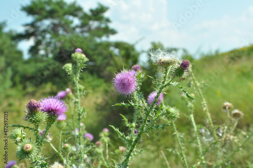 Thistle  Carduus acanthoides  grows in nature in summer