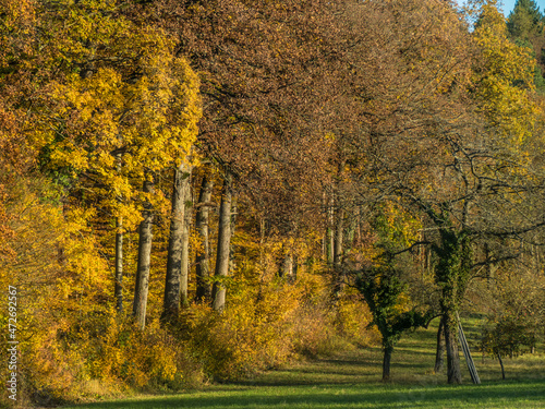 Herbstwald im Goldenen Oktober