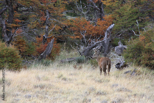South Andean huemul