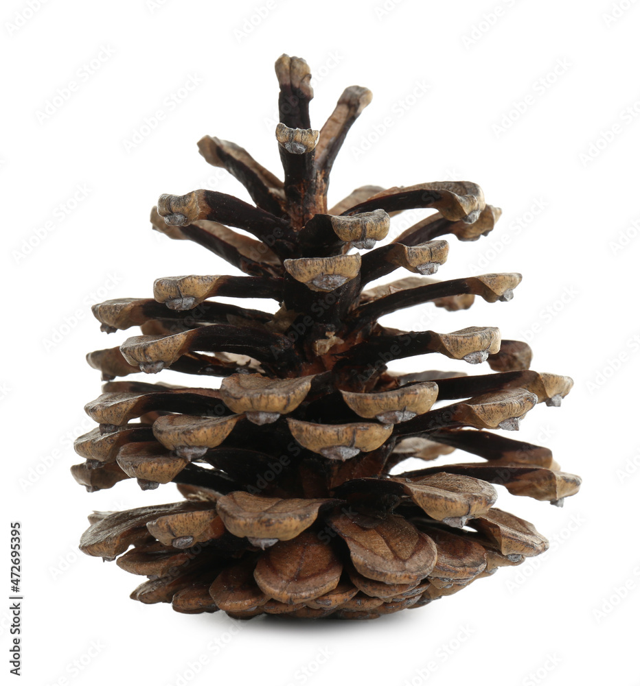 Beautiful dry pine cone isolated on white - obrazy, fototapety, plakaty 