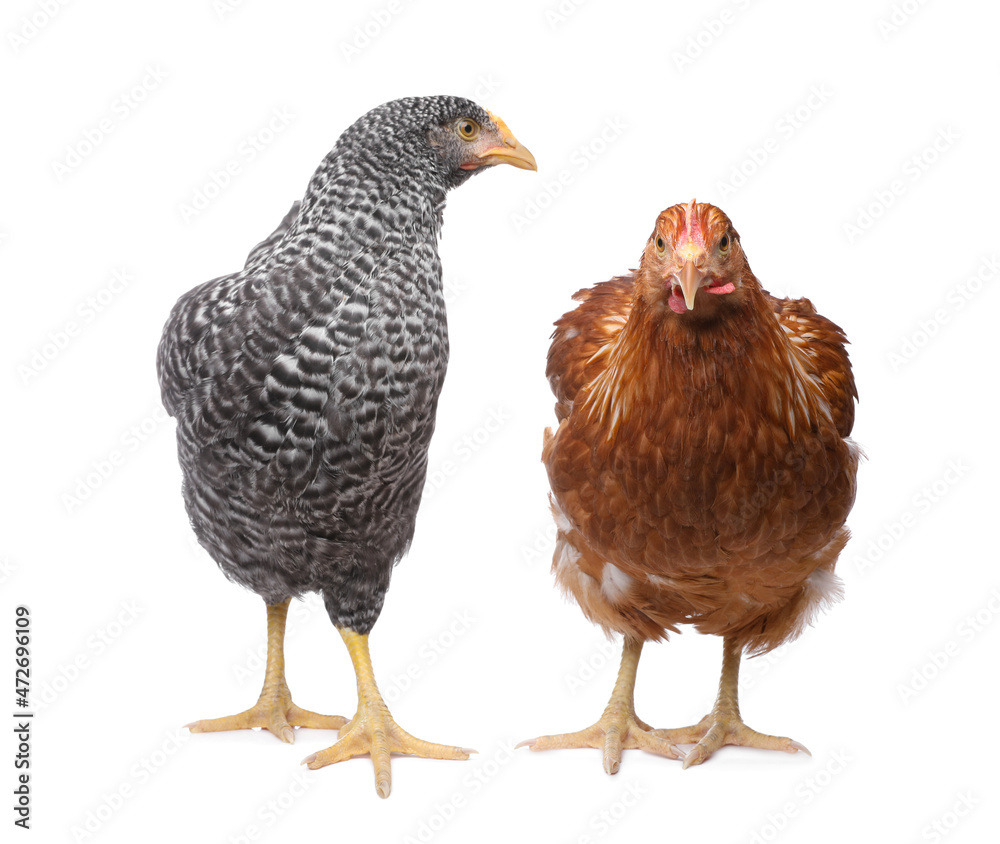 Two different beautiful chickens on white background. Domestic animals