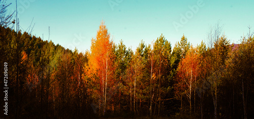 Fototapeta Naklejka Na Ścianę i Meble -  Autumn forest
