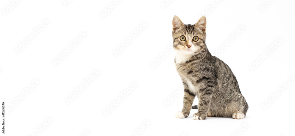 Obraz premium brown kitten on a white background banner copy space
