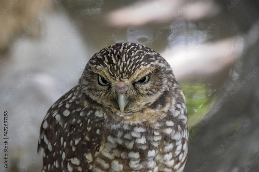 Obraz premium Owl closeup