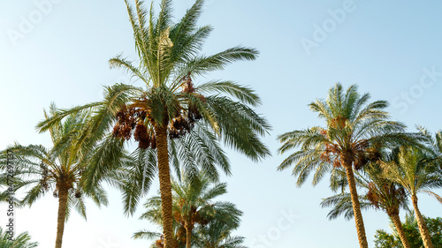 The tops of date palms against a blue clear sky.