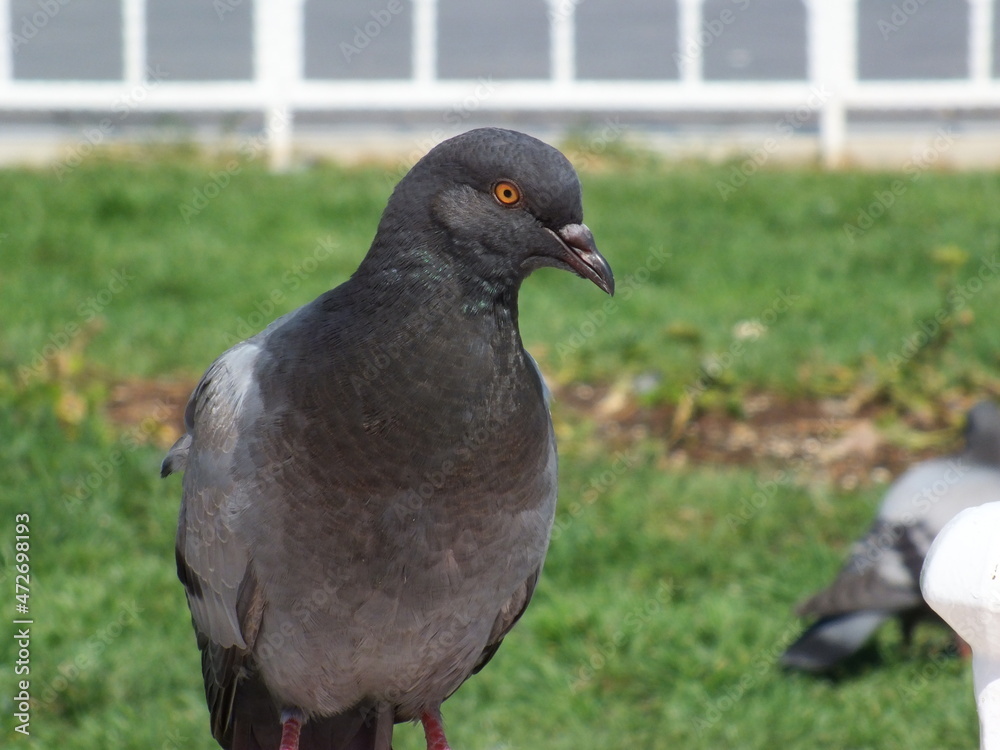 Fototapeta premium bird closeup