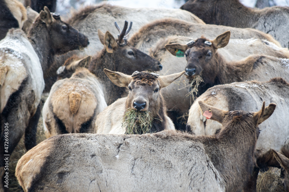 View of marals (Cervus elaphus sibiricus) View of marals (Cervus elaphus sibiricus)