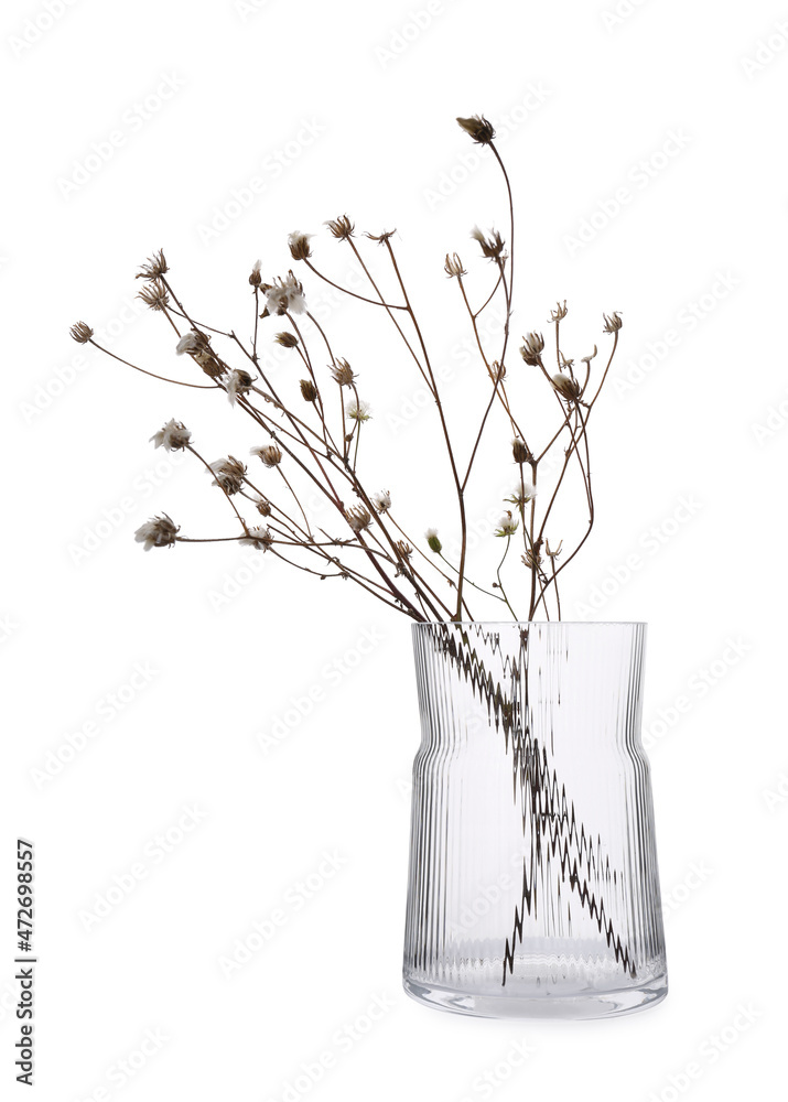 Beautiful plant in glass vase on white background - obrazy, fototapety, plakaty 