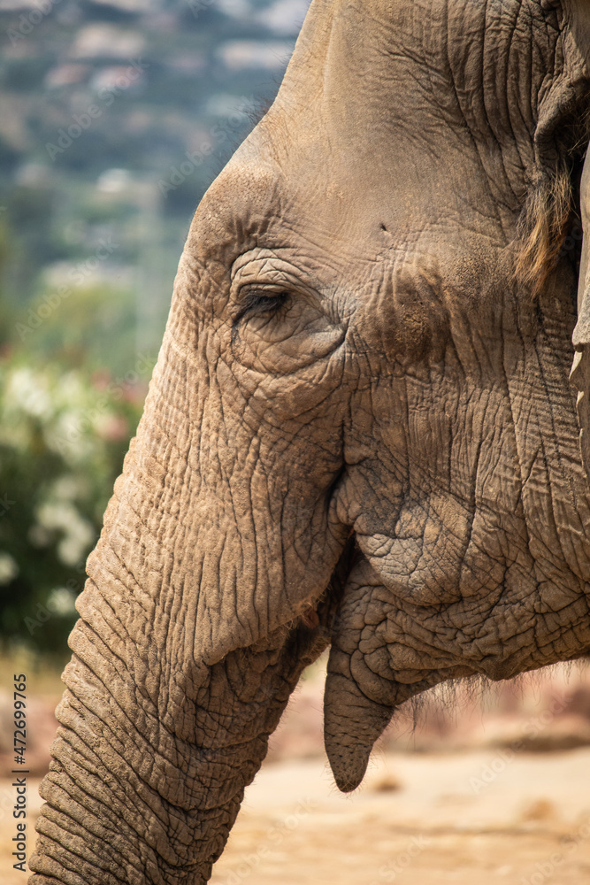 Fototapeta premium Elephant at the zoo