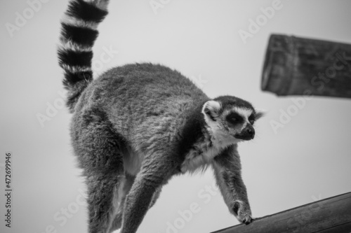Lemurs at the zoo photo