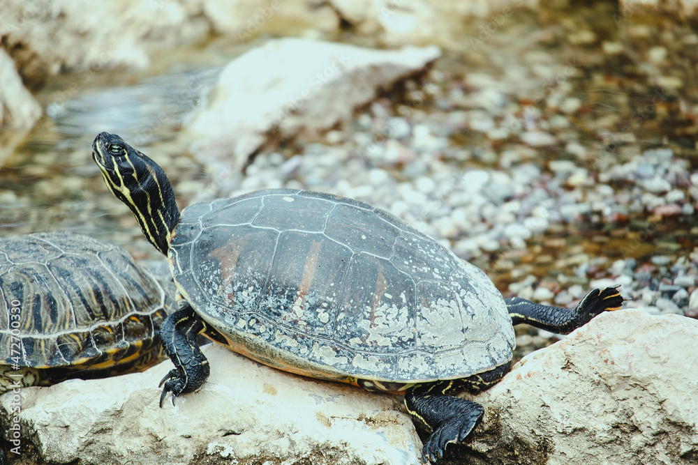 Obraz premium Tortoises at the zoo