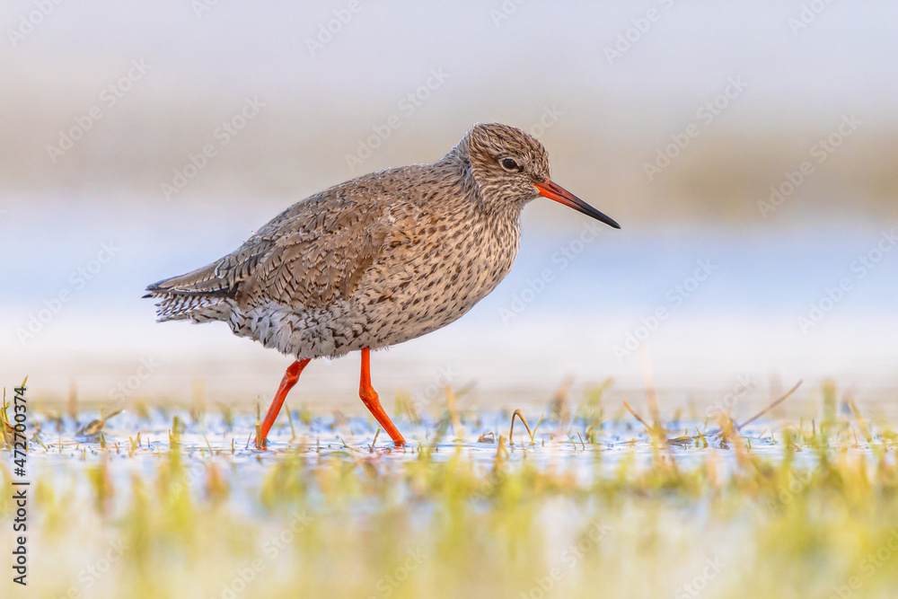 Common Redshank in Wetland on migration route Common Redshank in Wetland on migration route