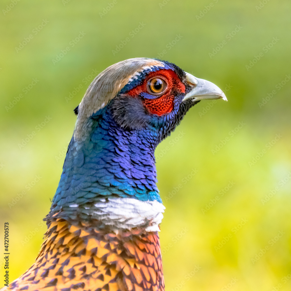Portrait of young male Common pheasant