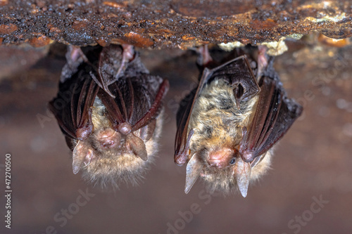 Hibernating long-eared bats in a cold cellar