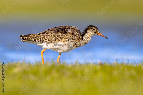 Ruff water bird feeding in grassland