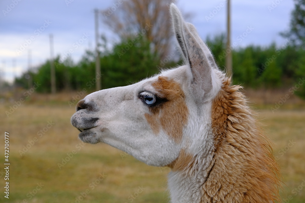 Llama domesticated (glama white, brown) on a farm in Ukraine. Against the backdrop of a cloudy sky and forest. The photograph is horizontal. Breeding, maintenance, care concept