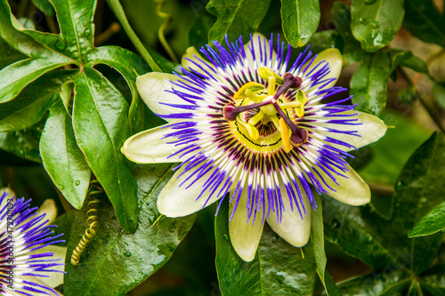 Fototapete Passion flower or Passiflora incarnata, Bruges, West Flanders, Belgium
