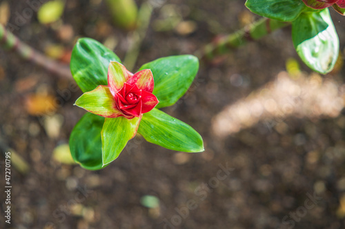 Beautiful view of best ornamental gingers Costus comosus Red Tower flower. Beautiful nature backgrounds. Sweden. photo