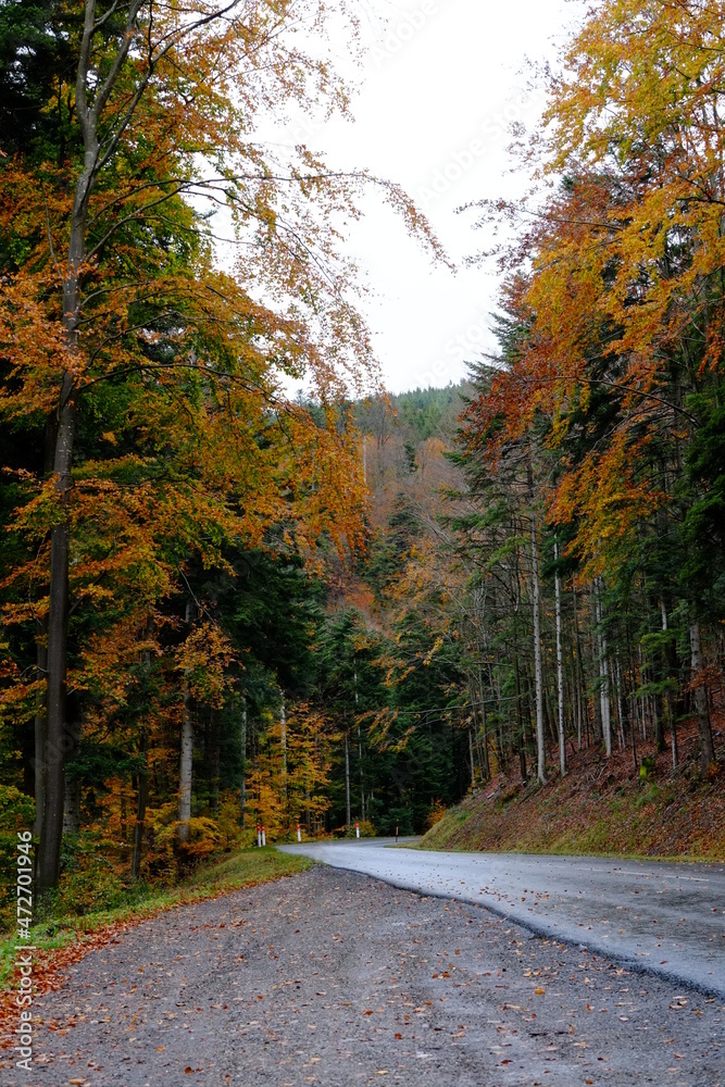 The forest in the Vosges mountains during autumn in the east of France. October 2021. The forest in the Vosges mountains during autumn in the east of France. October 2021.