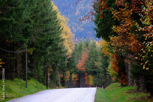 The forest in the Vosges mountains during autumn in the east of France. October 2021.