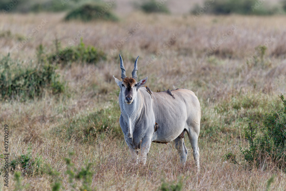 Fototapeta premium Common eland, eland antilope ( Taurotragus oryx) bull on the savannah of the Masai Mara National Park in Kenya
