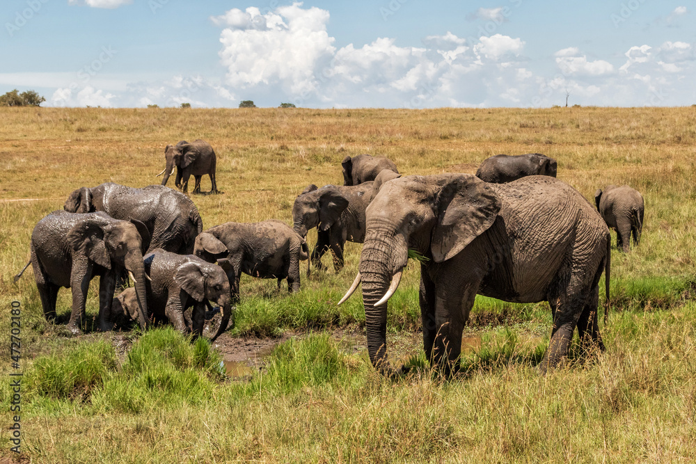 Fototapeta premium elephant family moving around on the savannah of the Masai Mara National Reserve in Kenya