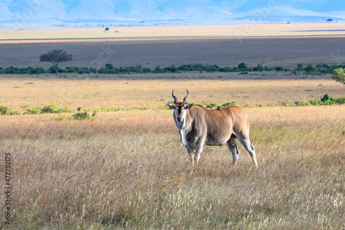 Common eland  eland antilope   Taurotragus oryx  bull on the savannah of the Masai Mara National Park in Kenya