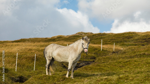 Fototapeta Naklejka Na Ścianę i Meble -  Europe, Faroe Islands. View of a horse on the island of Streymoy.