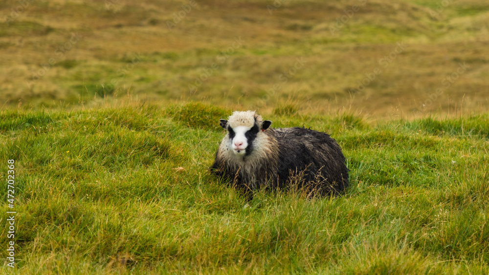 Europe, Faroe Islands. View of sheep grazing on the hillsides in the Faroe Islands. Europe, Faroe Islands. View of sheep grazing on the hillsides in the Faroe Islands.