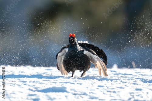 Finland, Northern Ostrobothnia Region, Kuusamo. Male black grouse displays by jumping and flapping its wings as well as vocalizing. photo