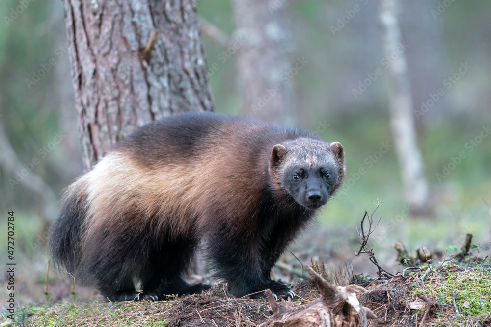 Finland, Northern Karelia Region, Lieksa, wolverine, Gulo gulo. Portrait of a wolverine Finland, Northern Karelia Region, Lieksa, wolverine, Gulo gulo. Portrait of a wolverine