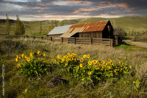 barn in a field of wildflowers, Columbia Hills State Park, WA