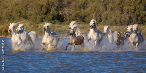 Europe  France  Provence. Camargue horses running in water.