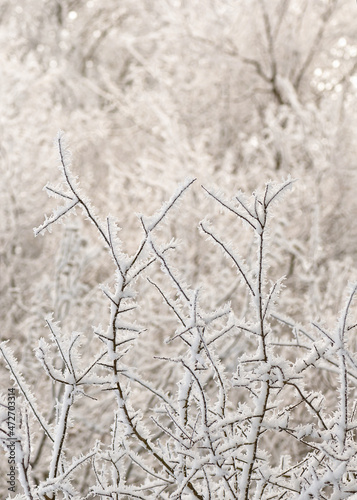 Beautiful winter landscape with tree branches in hoarfrost on cold morning. Snowy blurred background. Selective focus. 