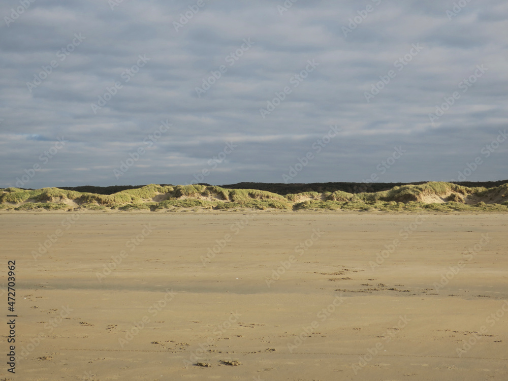dunes covered with beach grass at the coast of IJmuiden