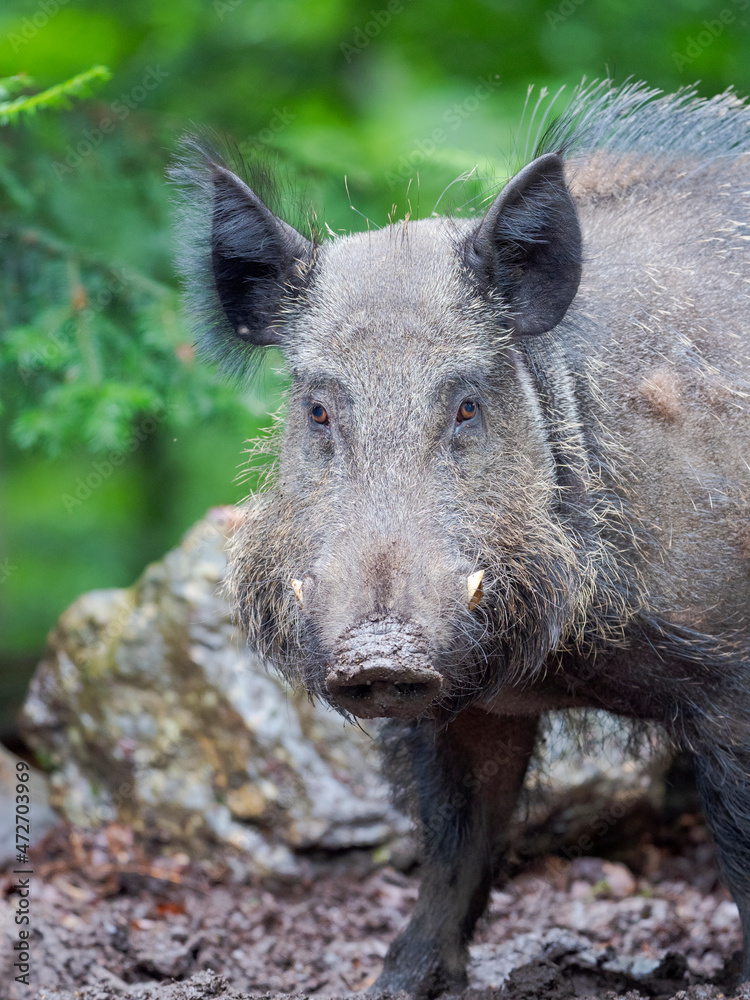 Male, tusker. Wild Boar (Sus scrofa) in Forest. National Park Bavarian Forest, enclosure. Europe, Germany, Bavaria Male, tusker. Wild Boar (Sus scrofa) in Forest. National Park Bavarian Forest, enclosure. Europe, Germany, Bavaria