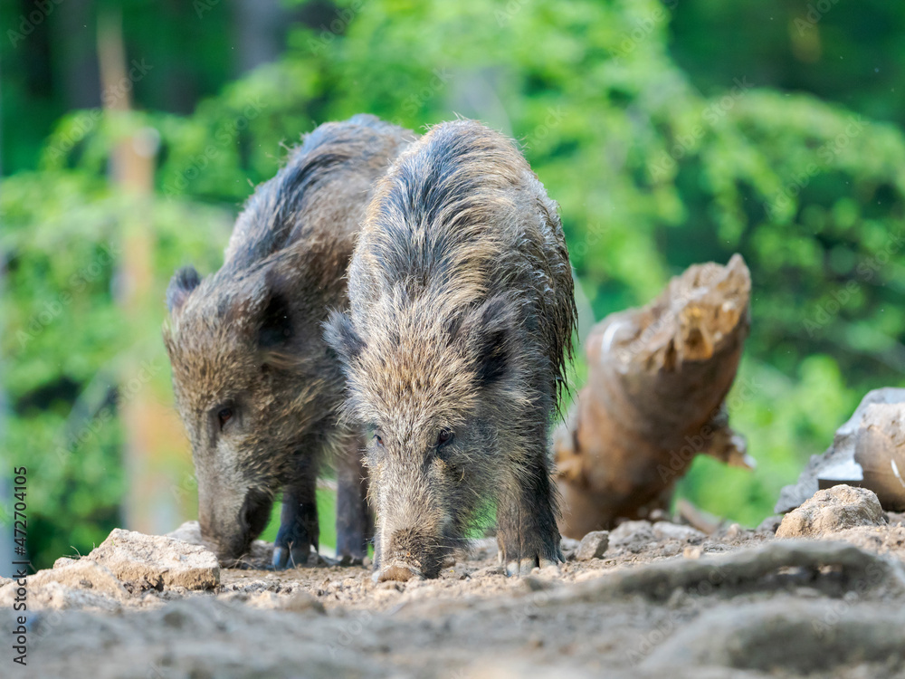 Wild Boar (Sus scrofa) in Forest. National Park Bavarian Forest, enclosure. Europe, Germany, Bavaria Wild Boar (Sus scrofa) in Forest. National Park Bavarian Forest, enclosure. Europe, Germany, Bavaria
