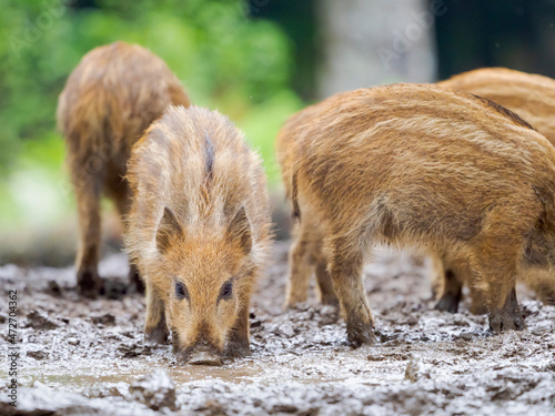 Young boar, piglet. Wild Boar (Sus scrofa) in Forest. National Park Bavarian Forest, enclosure. Europe, Germany, Bavaria