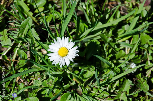 Bloom of white daisy or marguerite flower in public garden, Sofia, Bulgaria, Europe 