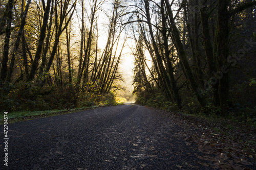 Trees lean over a dark road in the woods leading to foggy sunlight