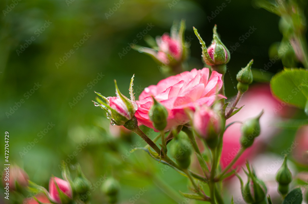 Bright pink roses on bush in garden. Pink roses in garden among green leaves in summer. Rosebud on stick. Blossoming pink roses in nature. Summer time. Bright pink roses on bush in garden. Pink roses in garden among green leaves in summer. Rosebud on stick. Blossoming pink roses in nature. Summer time.