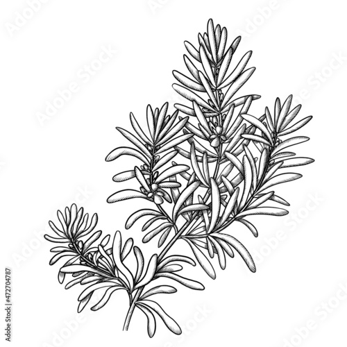 branch of medicinal rosemary with flowers sketch isolated on white background photo