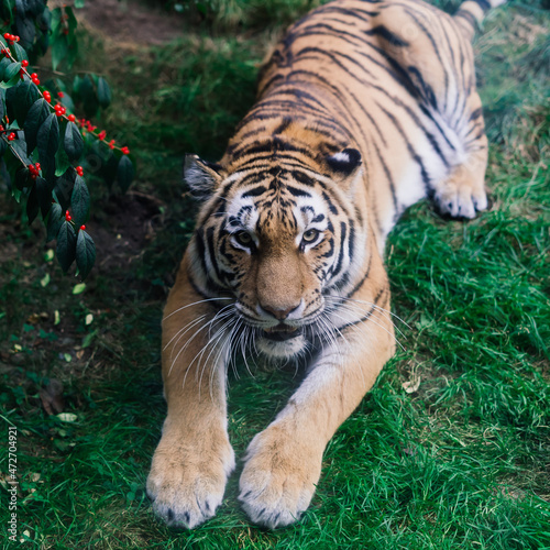 A big tiger sitting in a zoo  close up photo