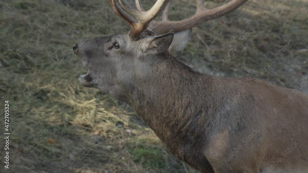 red deer rutting season in germany red deer rutting season in germany