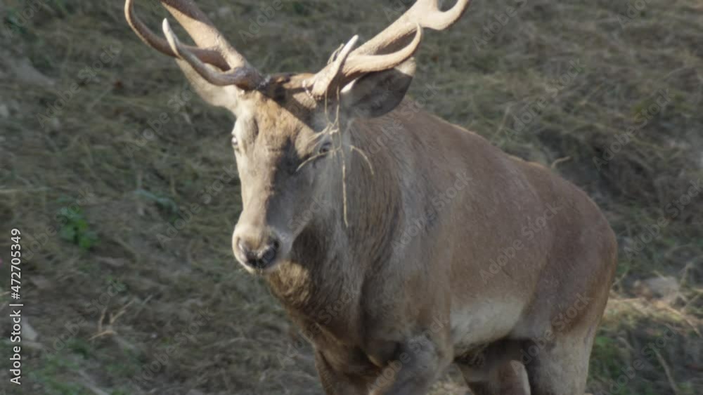 red deer rutting season in germany red deer rutting season in germany