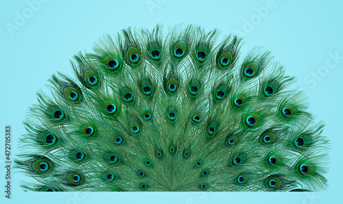 Beautiful bright peacock feathers on light blue background photo